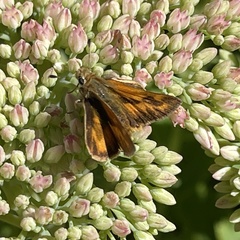 Ochlodes sylvanoides