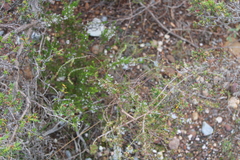 Erica rubiginosa