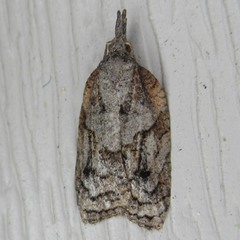 Platynota idaeusalis