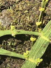 Korthalsella complanata