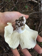 Russula cascadensis