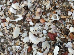 Mollusca