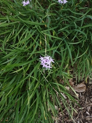 Tulbaghia violacea