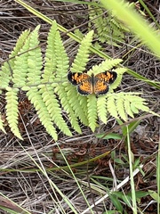Phyciodes tharos