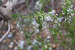 Erica rubiginosa
