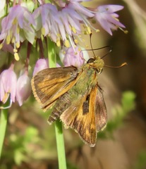 Atalopedes campestris