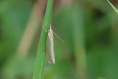 Crambus perlella