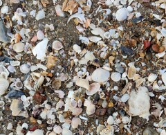Mollusca