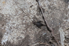 Arachnocephalus vestitus