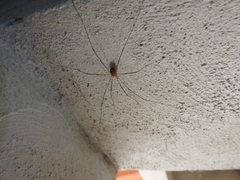 Sclerosomatidae