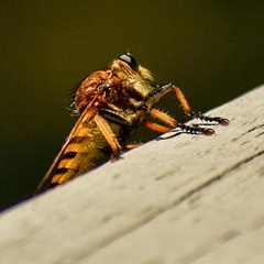 Promachus rufipes