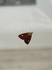 Pyrausta aurata