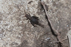 Arachnocephalus vestitus