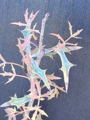 Berberis trifoliolata