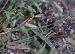 Eragrostis minor