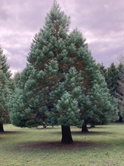 Sequoiadendron giganteum