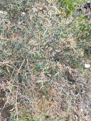 Berberis trifoliolata