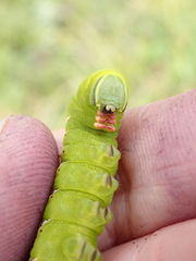 Sphinx poecila