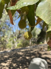 Platanus racemosa