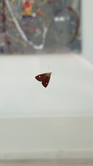 Pyrausta aurata