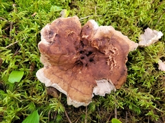 Sarcodon stereosarcinon