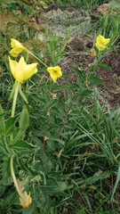 Oenothera stucchii