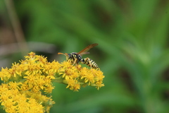 Polistes dominula