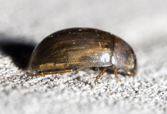 Enochrus