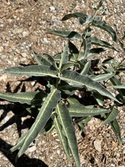 Asclepias