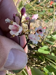Apocynum androsaemifolium