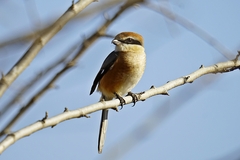 Lanius bucephalus