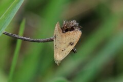 Rivula sericealis