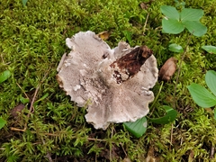 Sarcodon stereosarcinon