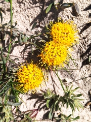 Leucospermum
