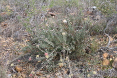 Leucospermum calligerum