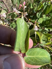 Apocynum androsaemifolium