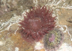 Epiactis prolifera