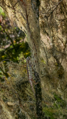 Trioceros sternfeldi