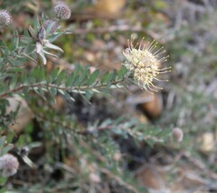 Leucospermum calligerum