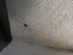 Sclerosomatidae