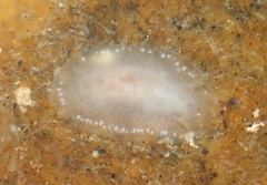 Conualevia alba