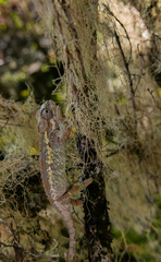 Trioceros sternfeldi