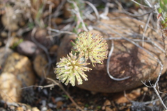 Leucospermum calligerum