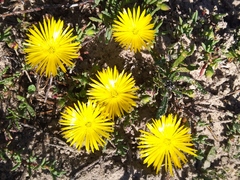 Lampranthus