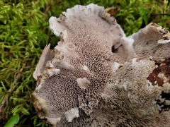 Sarcodon stereosarcinon