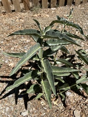 Asclepias