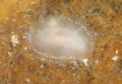 Conualevia alba