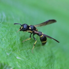 Symmorphus canadensis