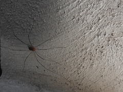 Sclerosomatidae