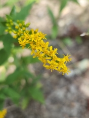 Solidago